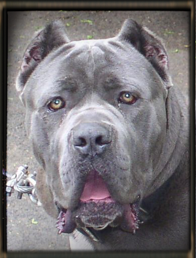 cane corso old world